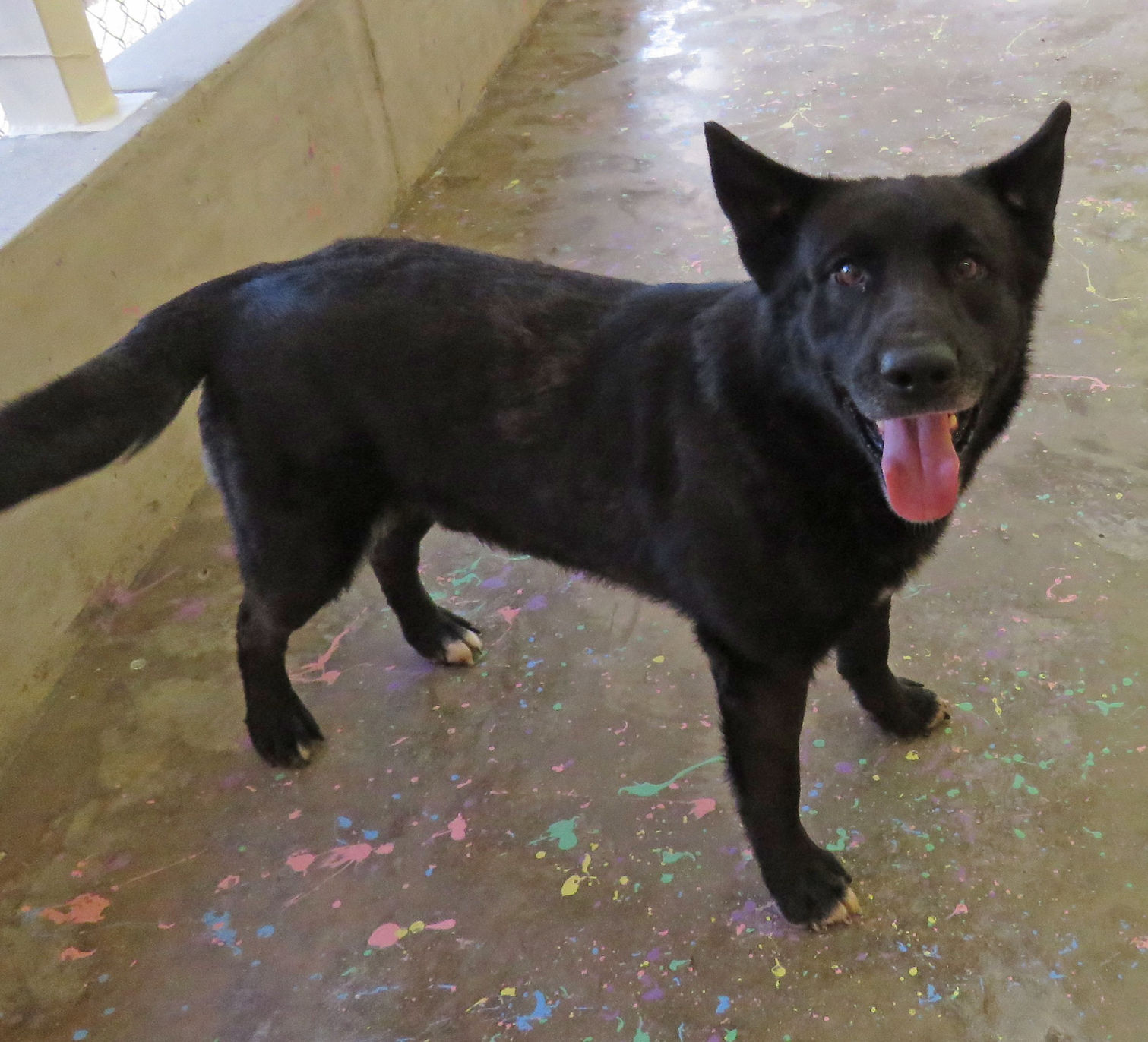 Pet of the Week